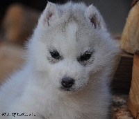 Of Settler's Bay - Siberian Husky - Portée née le 20/01/2012