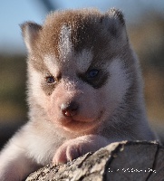 Of Settler's Bay - Siberian Husky - Portée née le 26/09/2011
