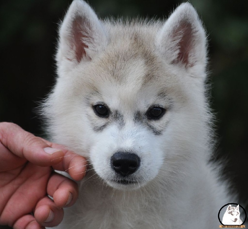Of Settler's Bay - Siberian Husky - Portée née le 18/04/2014